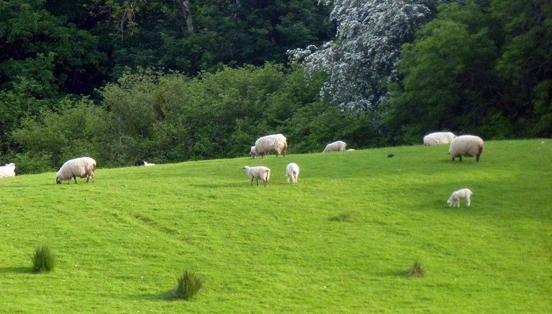 Avondale Farmhouse B&B Pettigoe Esterno foto